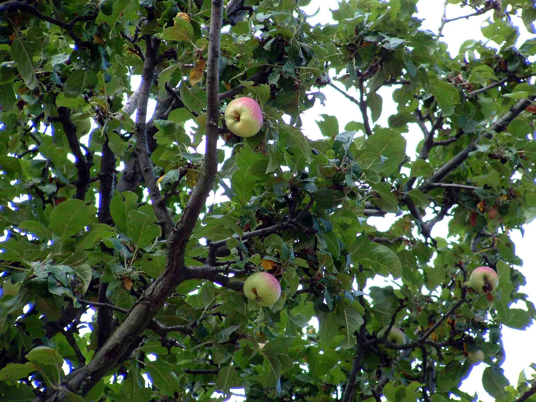  Image name: melo selvatico2.jpg 
 width: 2048 pixel 
 height: 1536 pixel 
 Size: 171557 bytes 
 Click to enlarge 